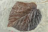 Plate with Two Fossil Leaves (Two Species) - Montana #270238-1